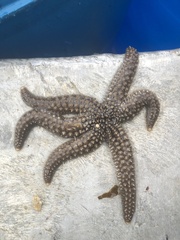 Stylasterias forreri