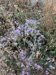 Lessingia leptoclada