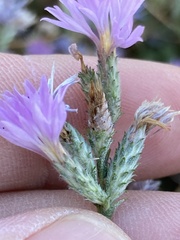 Lessingia leptoclada