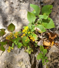 Solidago drummondii