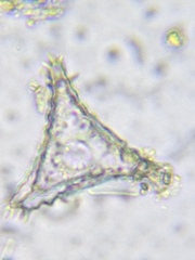 Staurastrum avicula