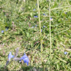 Salvia reptans
