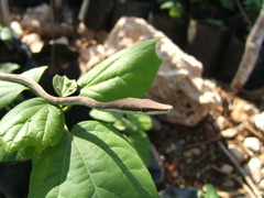 Oxybelis potosiensis