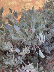 Arctostaphylos mewukka