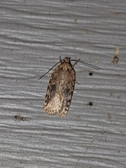 Agonopterix pulvipennella