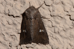 Tricholita fistula