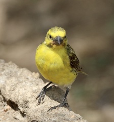 Crithagra dorsostriata