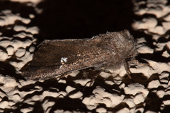 Tricholita fistula