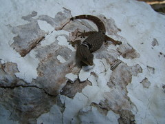 Sphaerodactylus glaucus