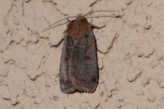 Parabagrotis insularis