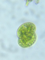 Cosmarium