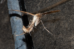 Oxyptilini