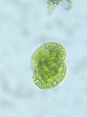 Cosmarium
