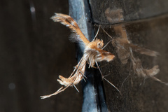 Oxyptilini