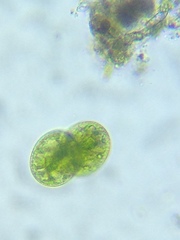 Cosmarium