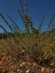 Mesosphaerum suaveolens