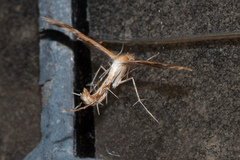 Oxyptilini