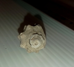 Muricidae
