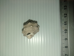 Muricidae