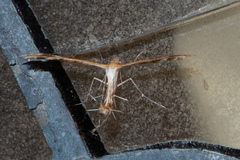 Oxyptilini