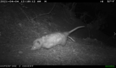 Didelphis virginiana