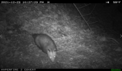 Didelphis virginiana