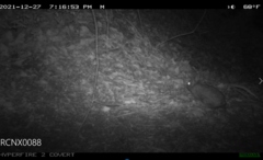 Sylvilagus floridanus