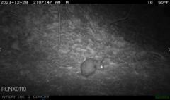 Sylvilagus floridanus