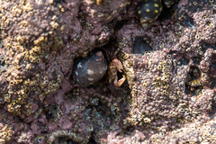 Pachygrapsus
