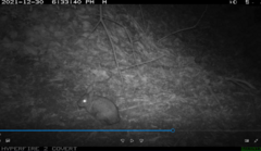 Sylvilagus floridanus