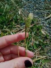 Phalaris minor