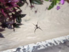 Cyrtophora cicatrosa