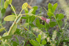Capparis spinosa