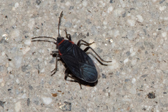 Melacoryphus rubicollis