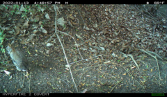 Sylvilagus floridanus