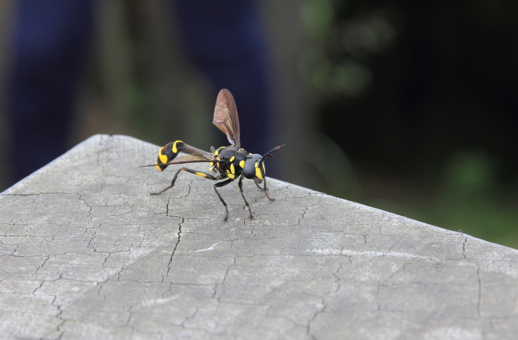 Monoceromyia javana