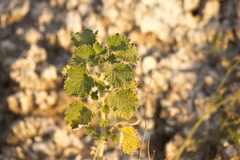 Marrubieae