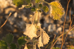 Marrubieae