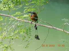 Eumomota superciliosa