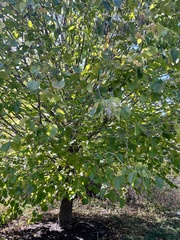 Tilia americana