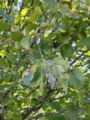 Tilia americana