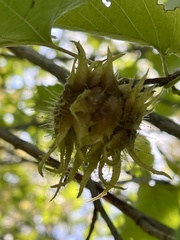 Tilia americana