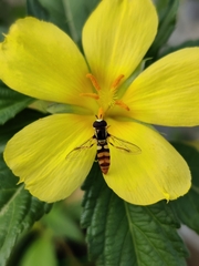 Ischiodon scutellaris