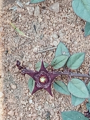 Brachystelma pulchellum