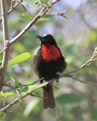 Chalcomitra senegalensis