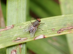 Pygophora apicalis