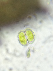 Cosmarium contractum