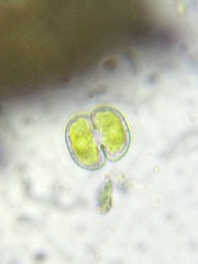 Cosmarium contractum