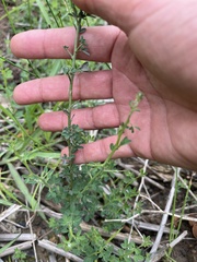 Calicotome spinosa