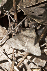 Dichromodes atrosignata